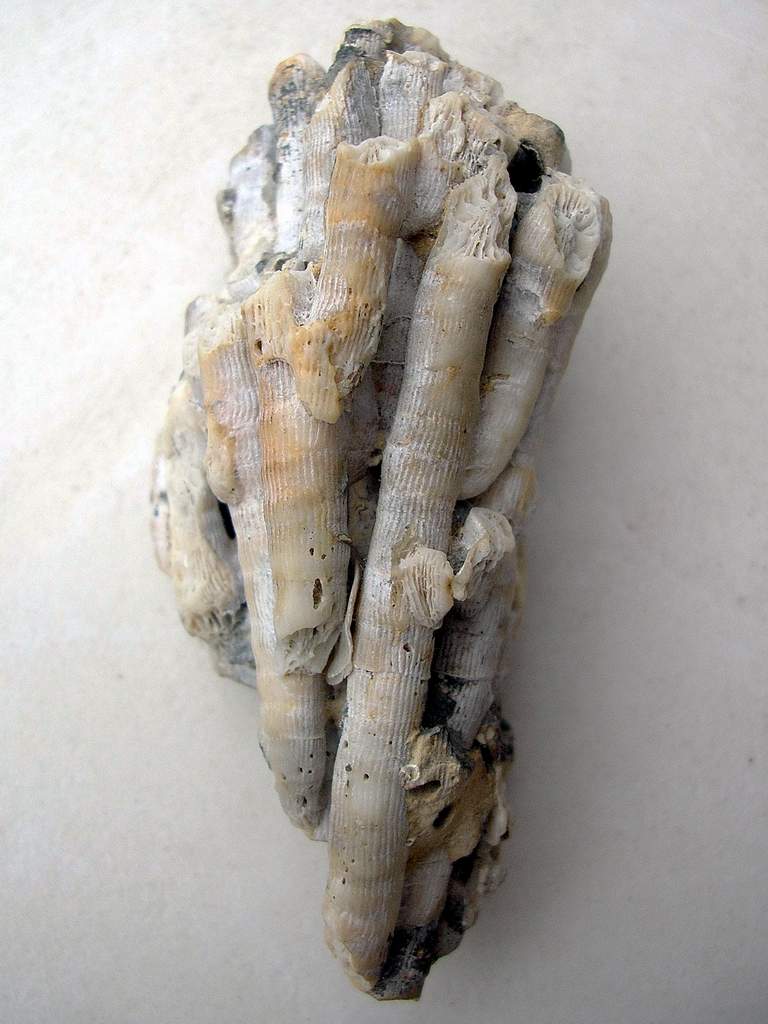 Cladocora cespitosa